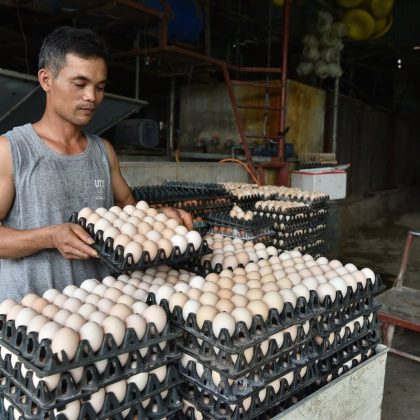 Mỗi ngày thủ phủ trứng Liên Châu mất tiền tỷ vì tin đồn ‘trứng giả’