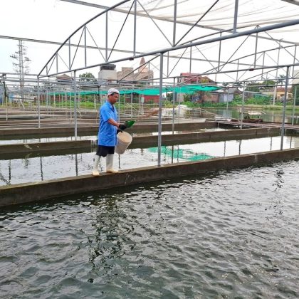 Tạo sông trong ao giúp năng suất nuôi cá tăng gấp 4 – 6 lần